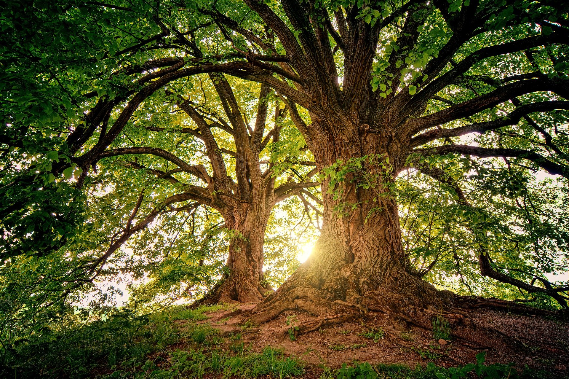 tree-3822149_1920-min